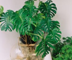 Un angolo verde con la Monstera Deliciosa